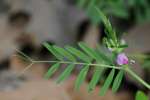 Narrow-leaved Vetch