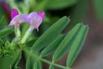 Narrow-leaved Vetch