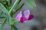 Narrow-leaved Vetch