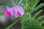 Narrow-leaved Vetch