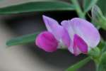 Narrow-leaved Vetch