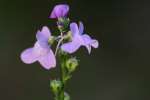 Texas Toadflax