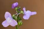 Texas Toadflax