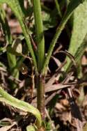 Texas Vervain