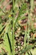 Texas Vervain