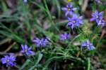 Narrowleaf Blue-eyed Grass