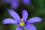 Narrowleaf Blue-eyed Grass