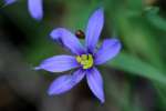 Narrowleaf Blue-eyed Grass