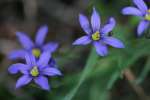 Narrowleaf Blue-eyed Grass