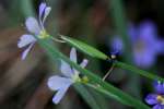 Narrowleaf Blue-eyed Grass