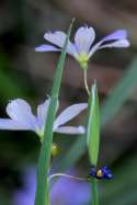 Narrowleaf Blue-eyed Grass