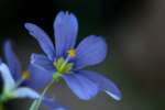 Narrowleaf Blue-eyed Grass