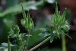 Cutleaf Geranium