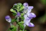 Hairy Skullcap