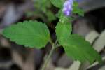 Hairy Skullcap