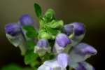 Hairy Skullcap