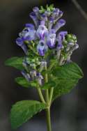 Hairy Skullcap