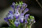 Hairy Skullcap