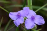 Hairyflower Spiderwort