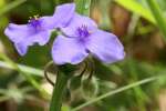 Hairyflower Spiderwort