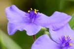 Hairyflower Spiderwort