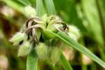 Hairyflower Spiderwort