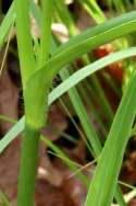 Hairyflower Spiderwort