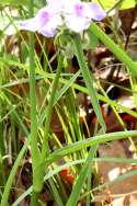 Hairyflower Spiderwort