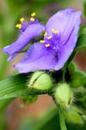 Hairyflower Spiderwort