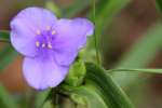 Hairyflower Spiderwort