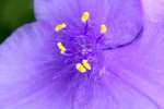 Hairyflower Spiderwort