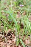 Hairyflower Spiderwort