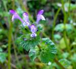 Henbit / Dead Nettle