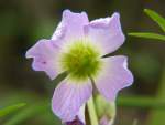 Violet Wood Sorrel