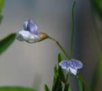 Slender vetch