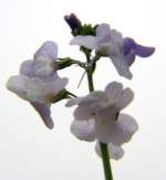 Texas Toadflax