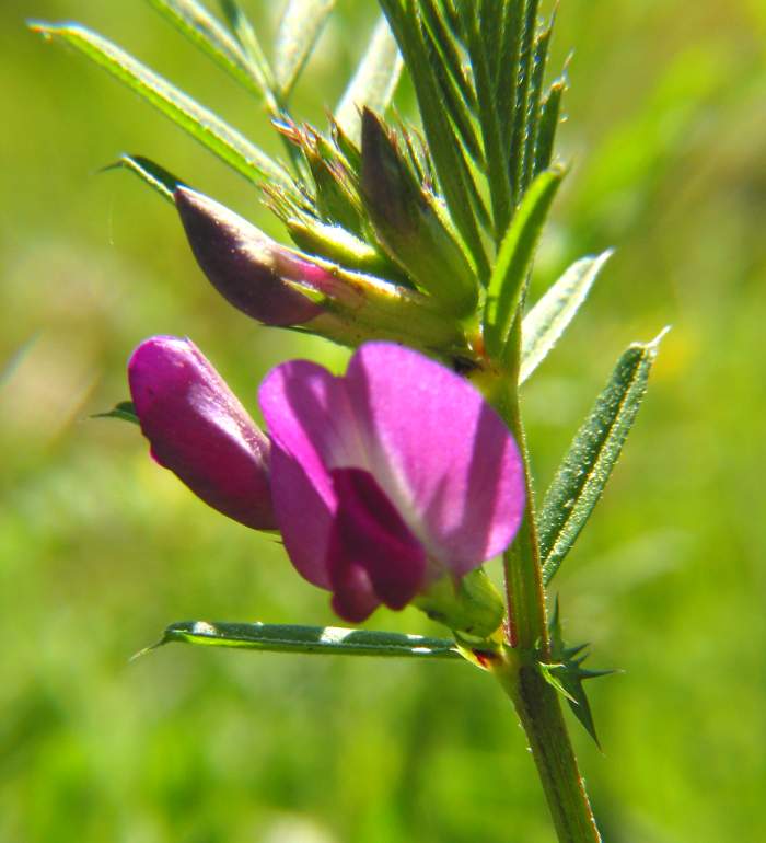 Spring Vetch