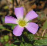 Violet Wood Sorrel