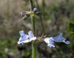 Lyre-leaf Sage