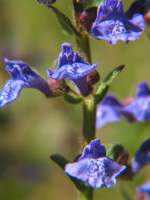 Smaller Skullcap