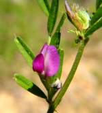 Spring Vetch