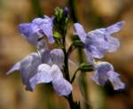 Blue Toadflax