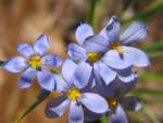 Sword-leaf Blue-eyed Grass