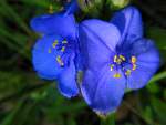 Spiderwort - 4 petal specimen - Rare