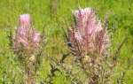 Bull Thistle