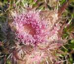 Bull Thistle