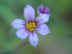 Eastern Blue-eyed Grass