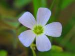 Violet Wood Sorrel