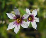 Prairie Blue-eyed Grass