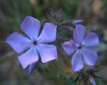 Drummond's Phlox